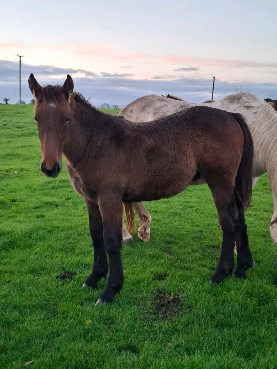 Irish Draught Mare and Foal - Image 3