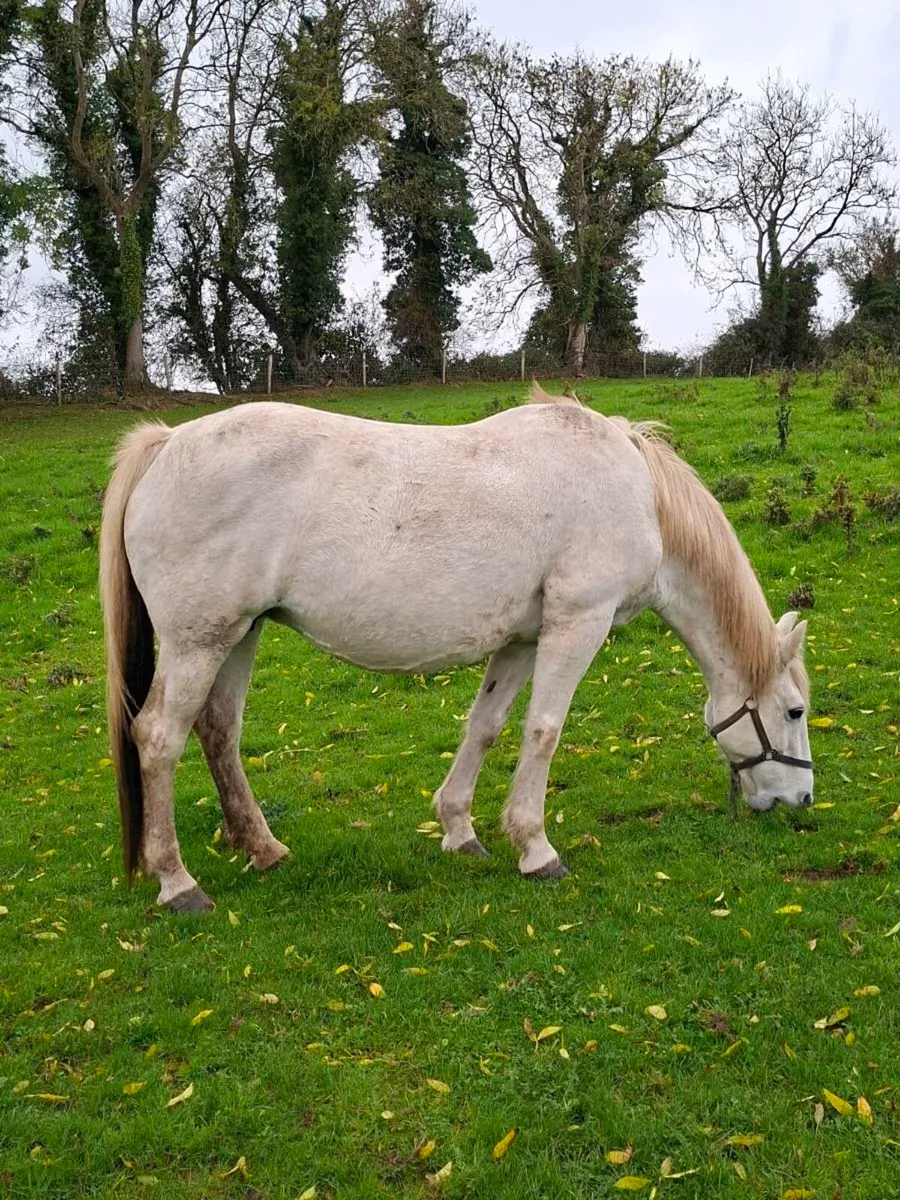 Irish Draught Mare and Foal - Image 4