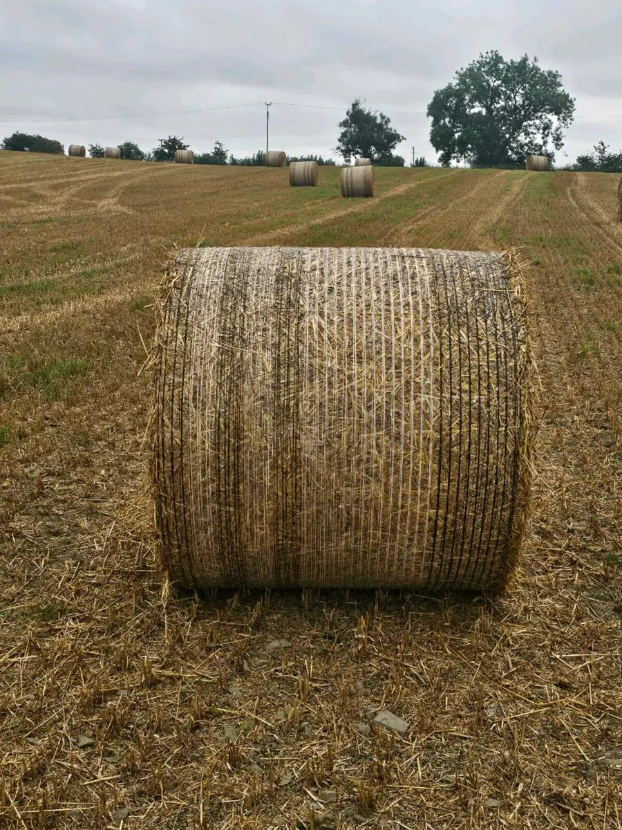Straw first sale - Image 1