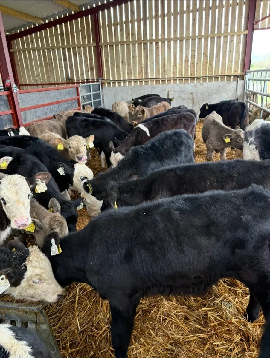 28 super runners for sale - Image 1