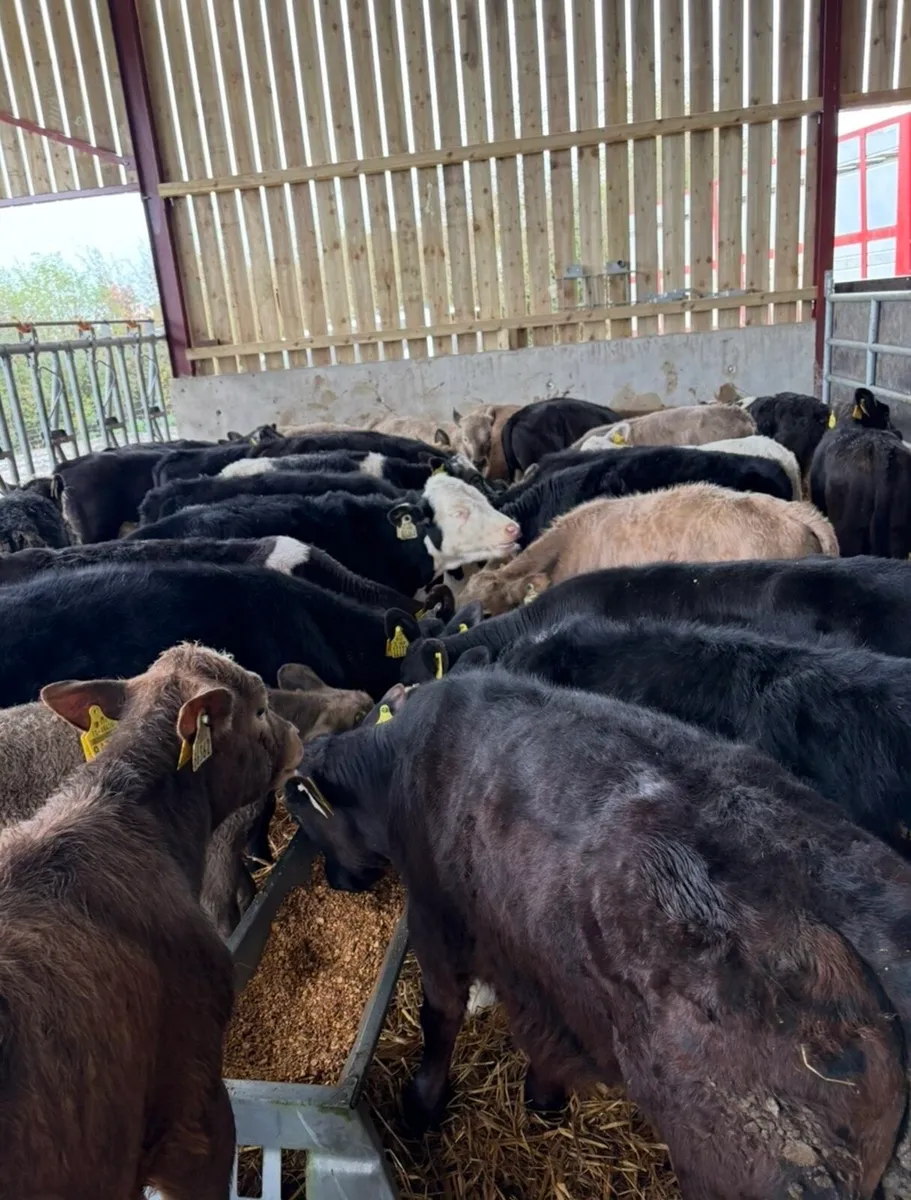 28 super runners for sale - Image 2