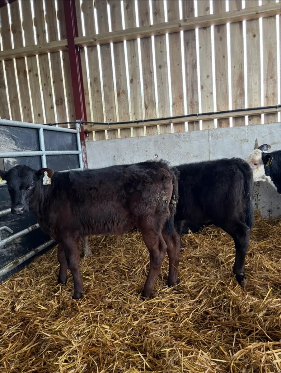 28 super runners for sale - Image 3