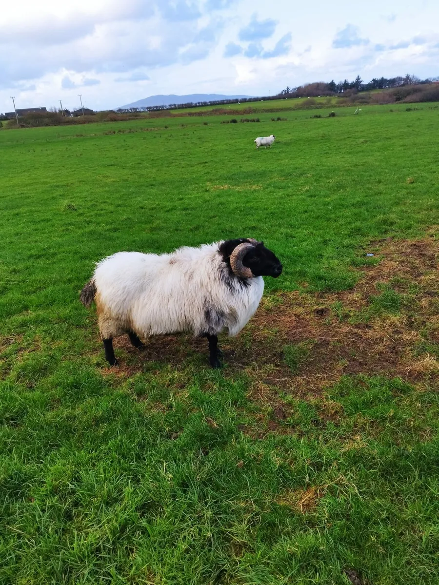 Ram - Image 4