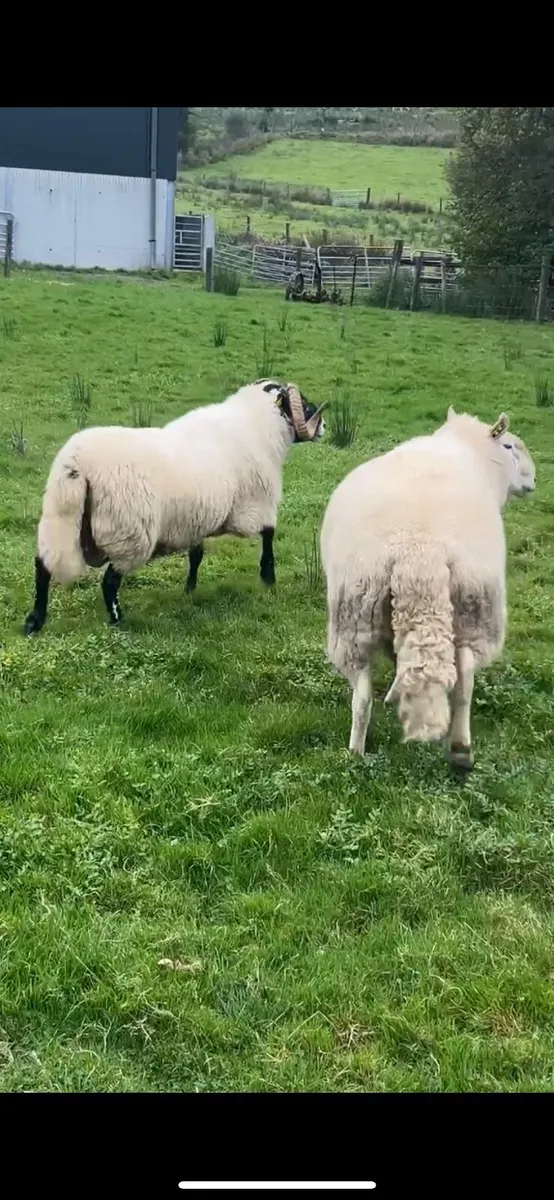 Sheep - Image 1
