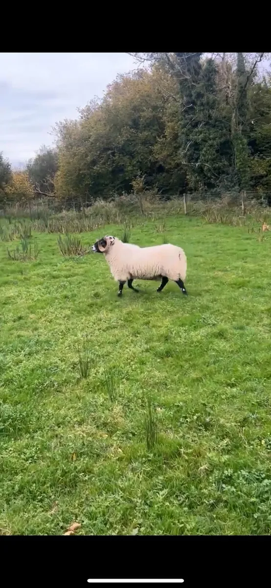 Sheep - Image 2