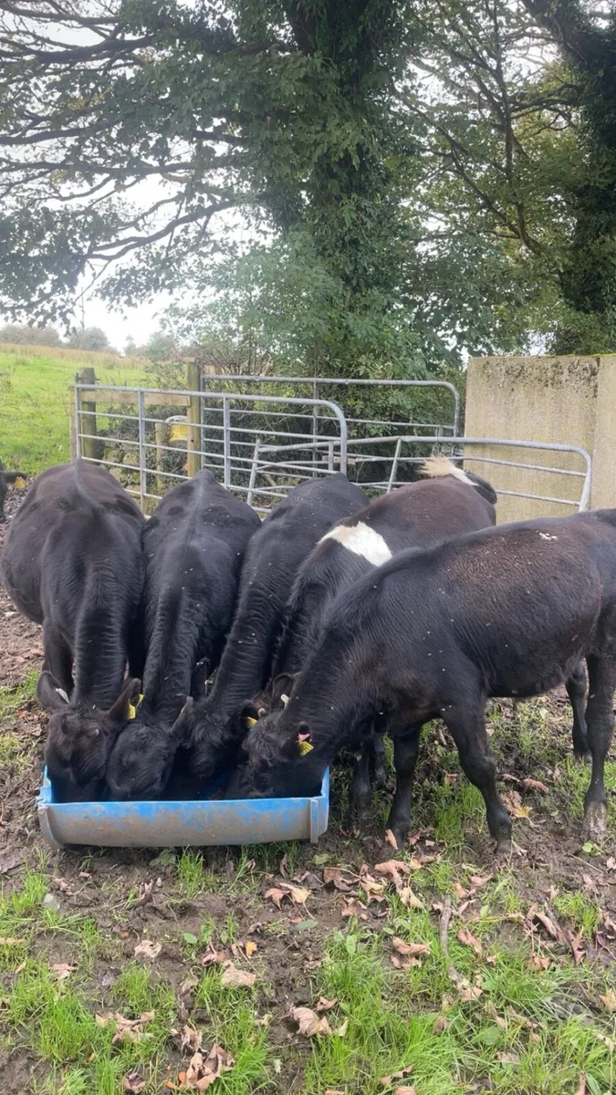 Aa Bulls weanlings - Image 1