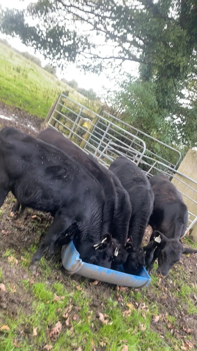 Aa Bulls weanlings - Image 2