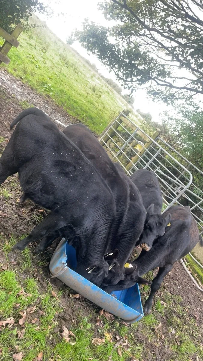 Aa Bulls weanlings - Image 3