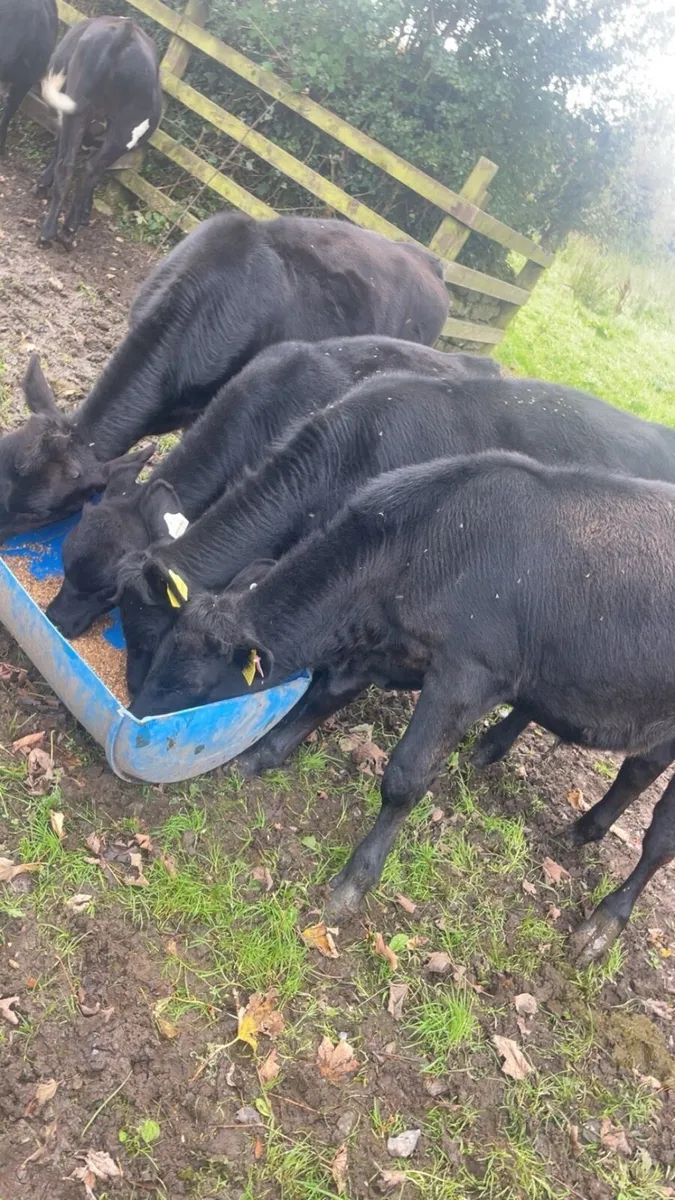 Aa Bulls weanlings - Image 4