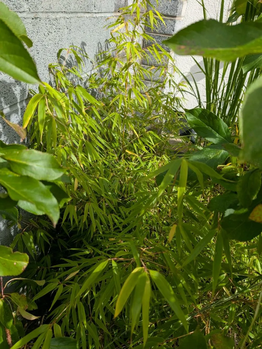Bamboo 'RUFA' - Image 1