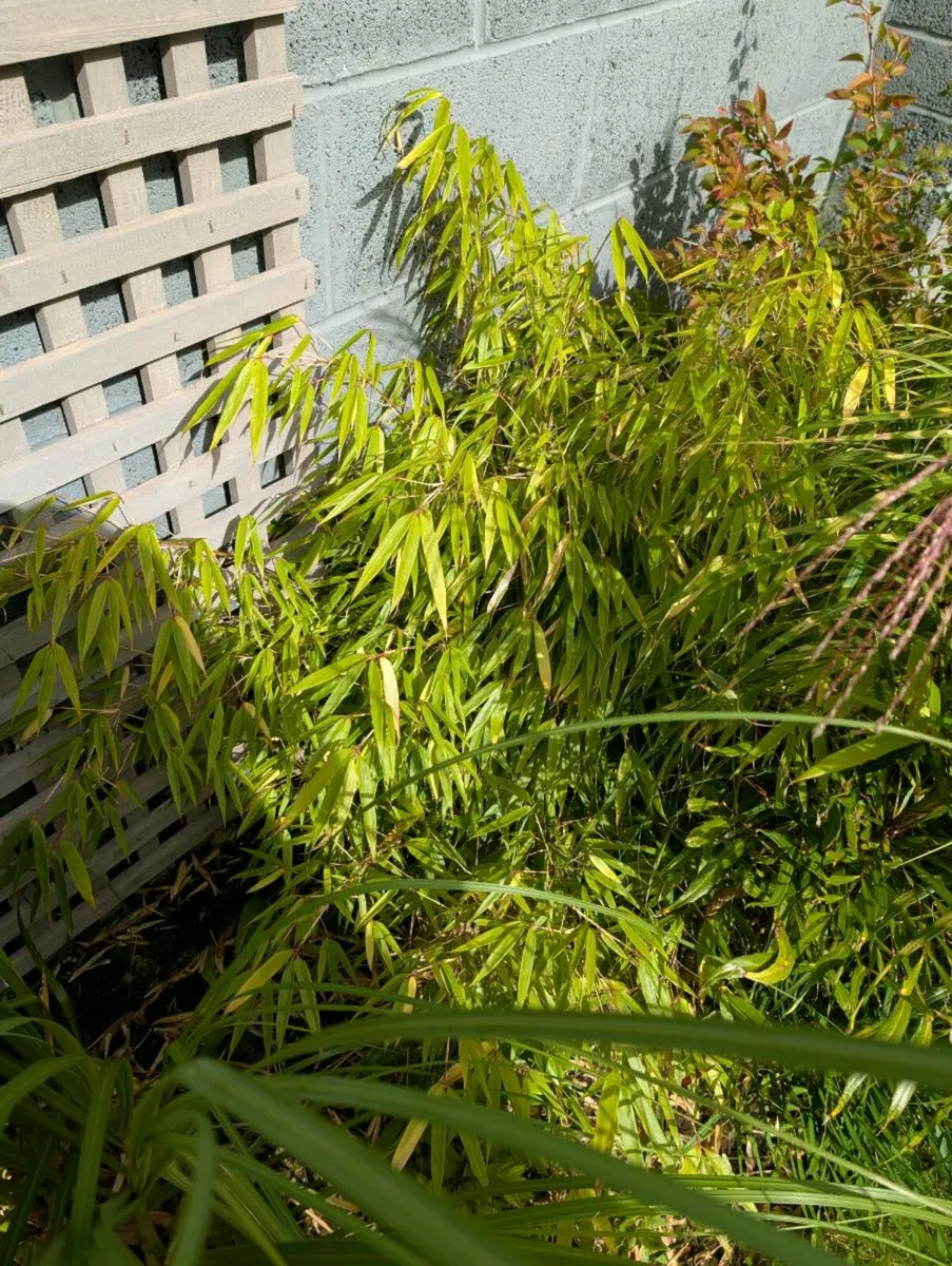 Bamboo 'RUFA' - Image 2