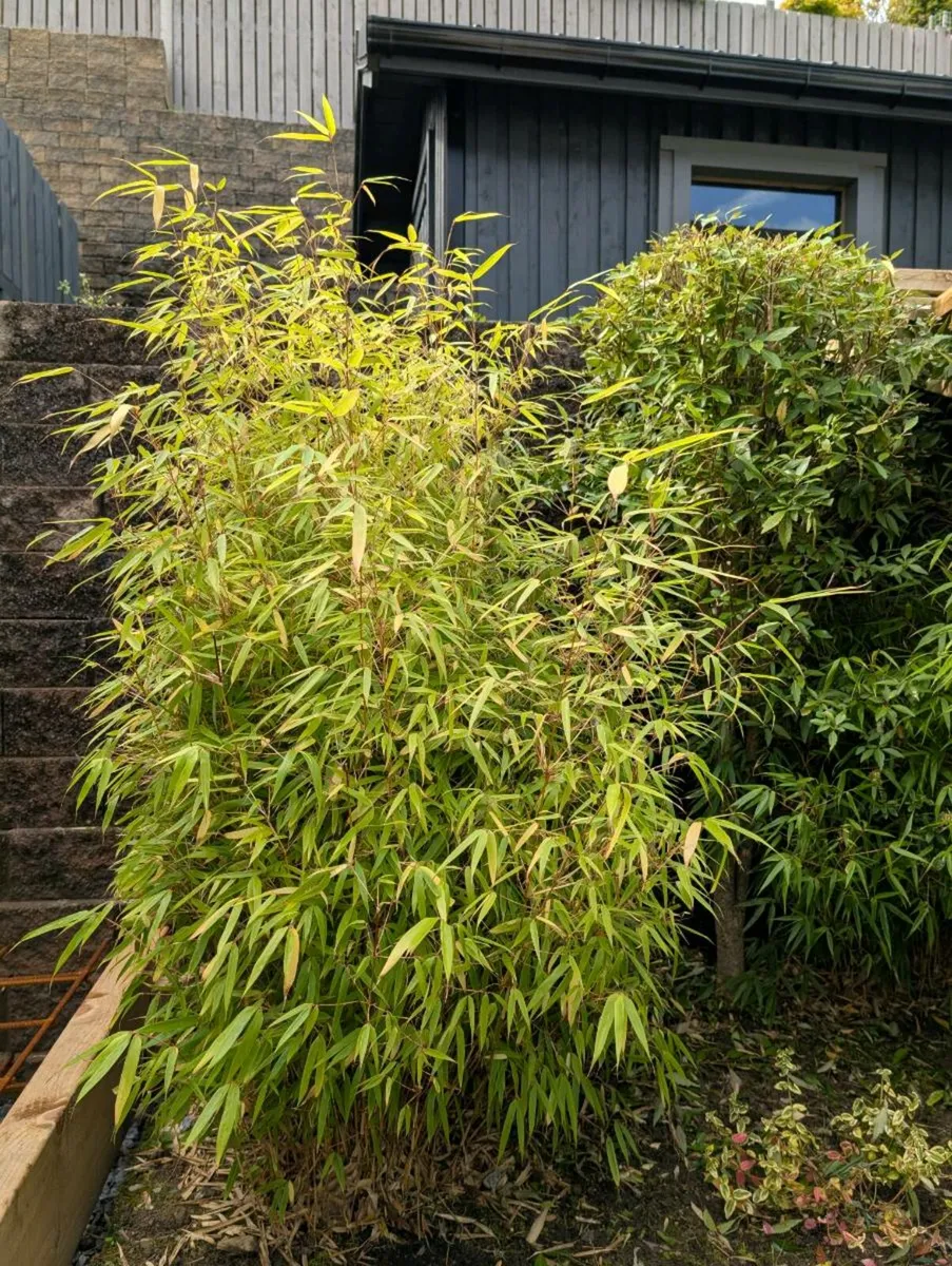 Bamboo 'RUFA' - Image 3