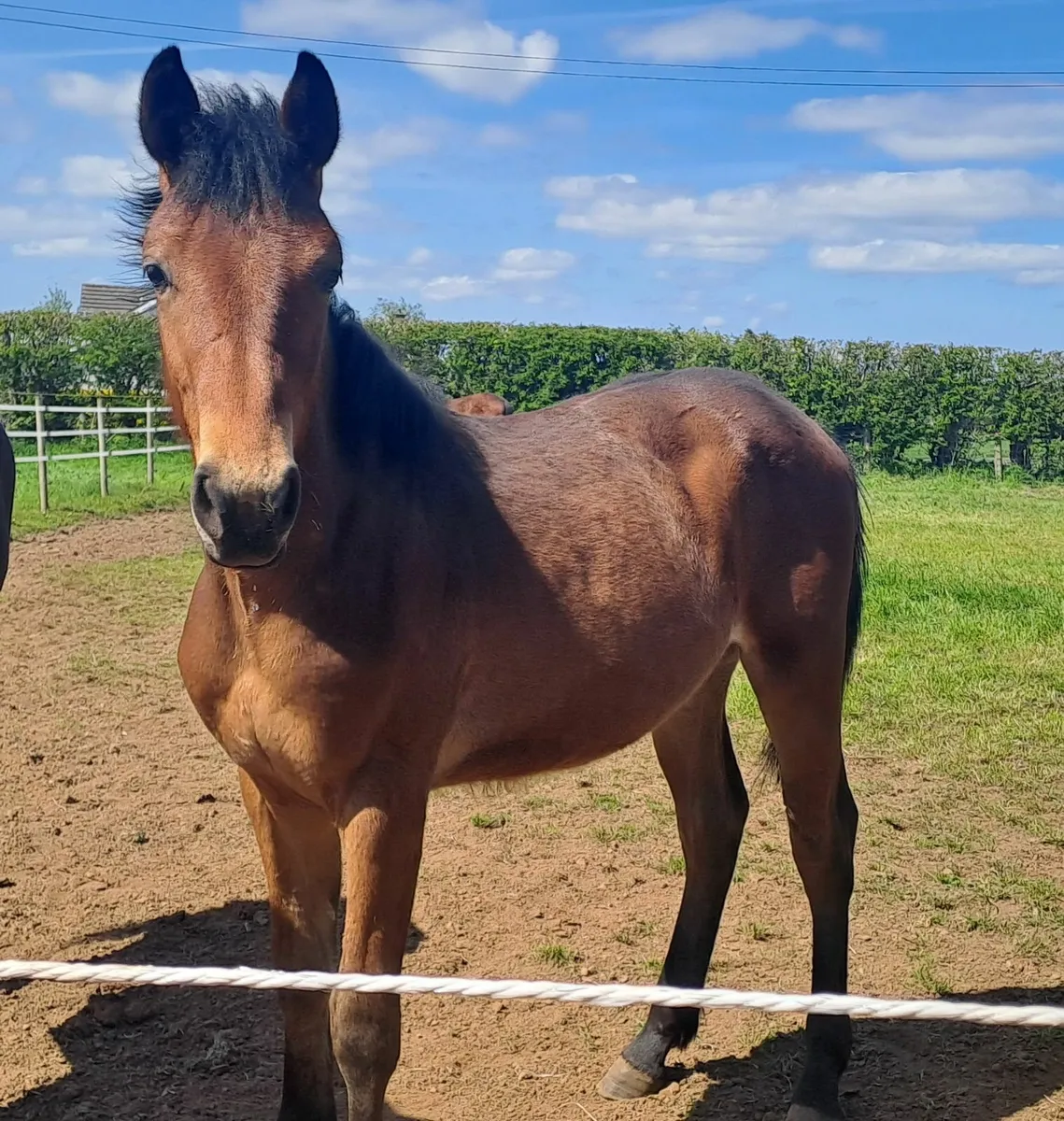 Quality young stock - Image 3