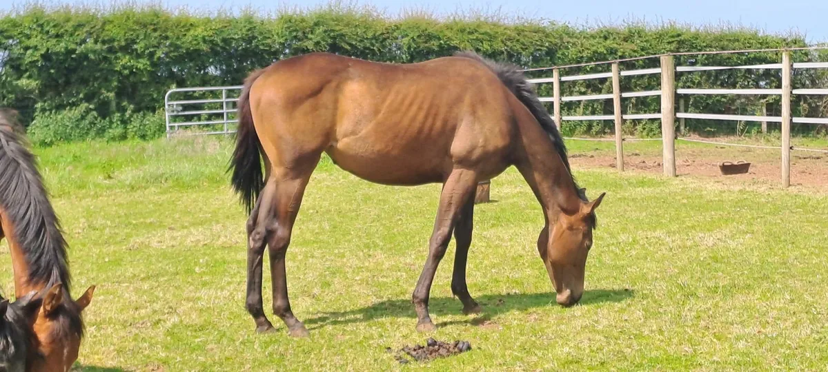 Quality young stock - Image 4