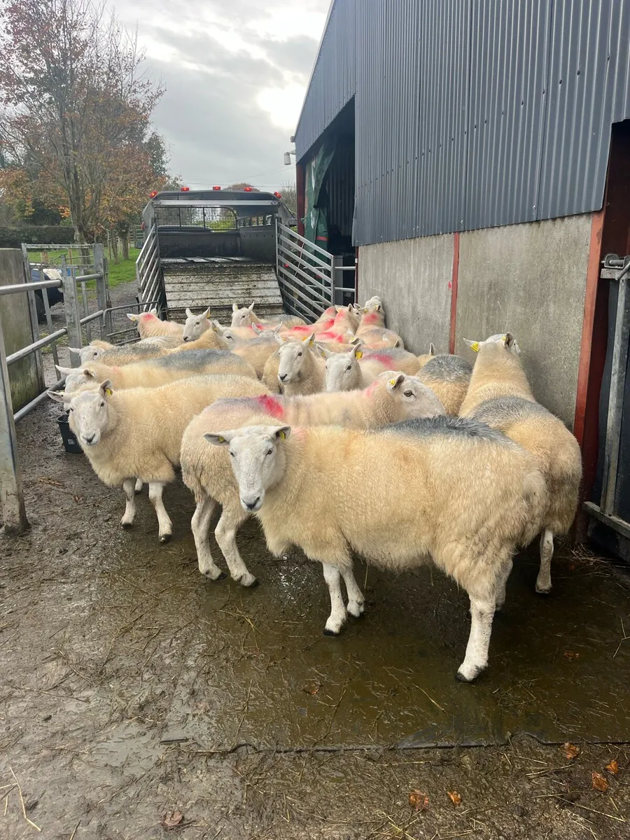 💥20 massive cheviot ewes 💥 - Image 1