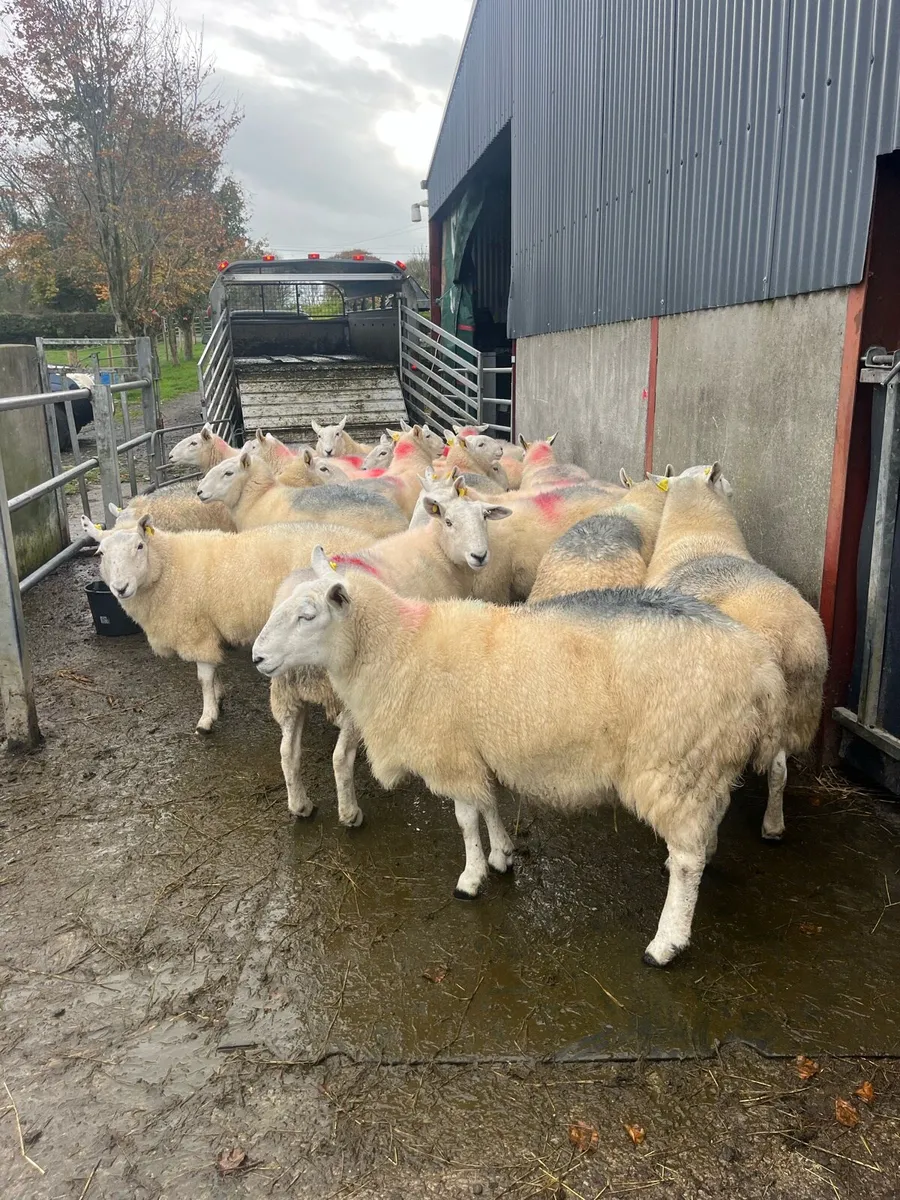 💥20 massive cheviot ewes 💥 - Image 2
