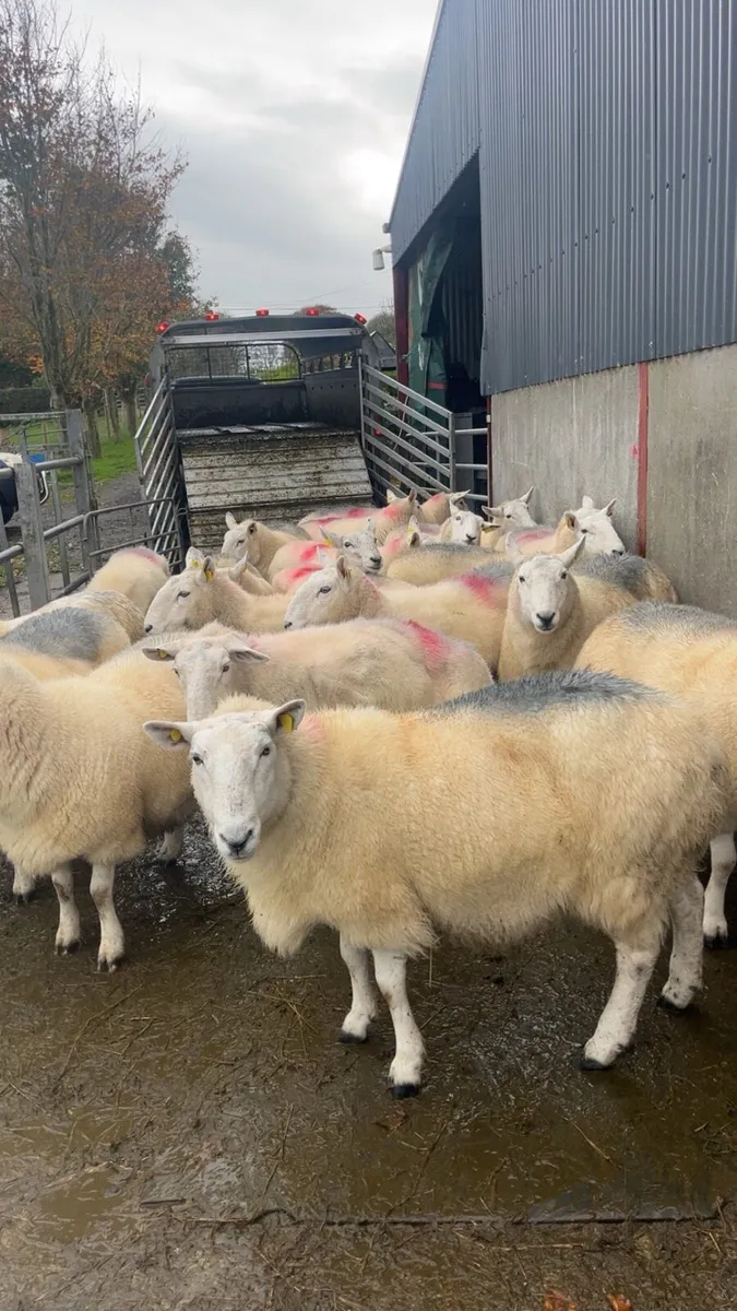 💥20 massive cheviot ewes 💥 - Image 3