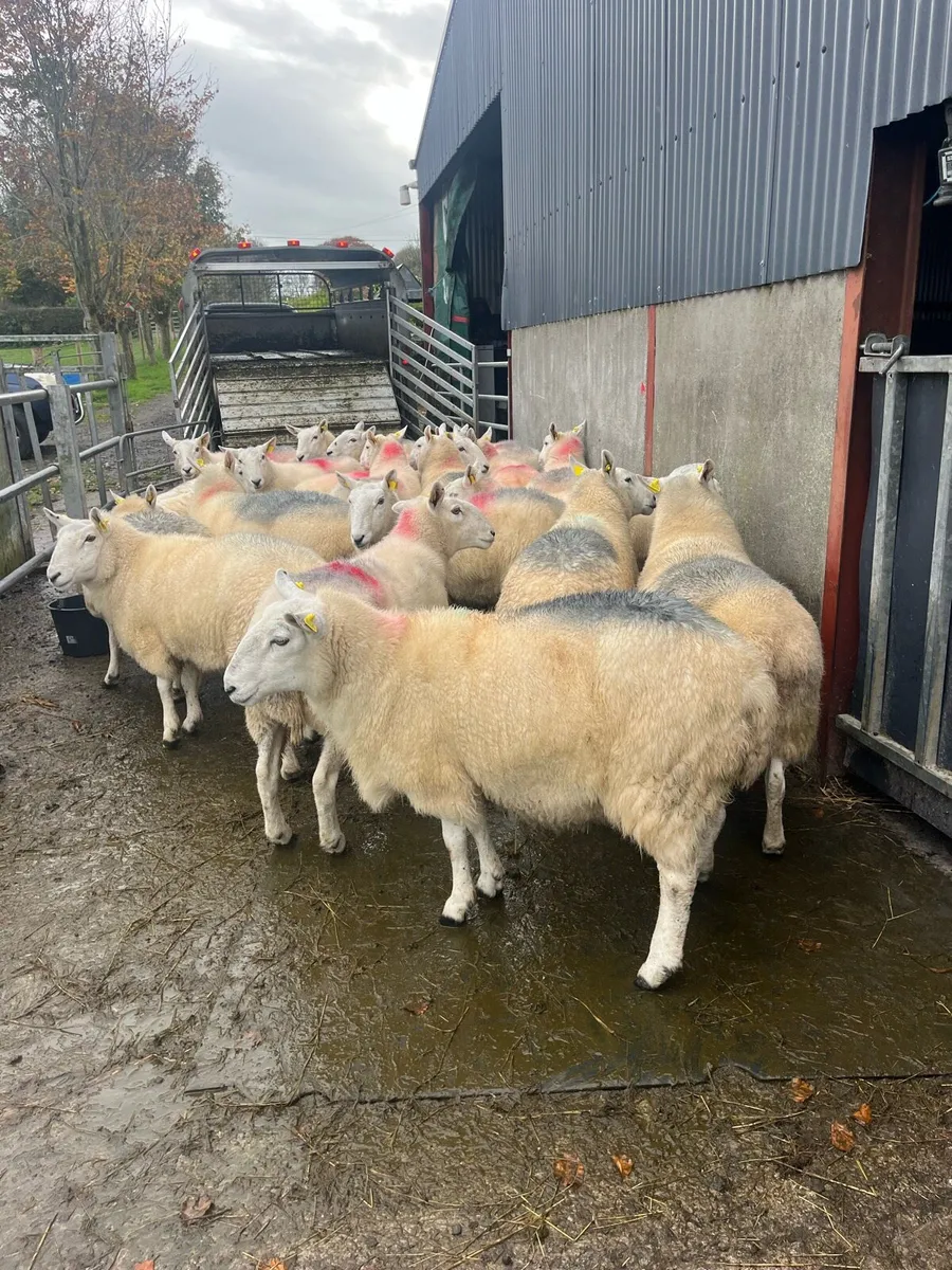 💥20 massive cheviot ewes 💥 - Image 4