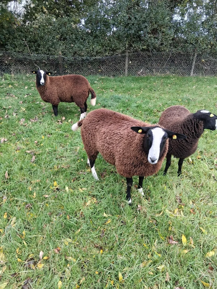 Zwartble  ewes - Image 1