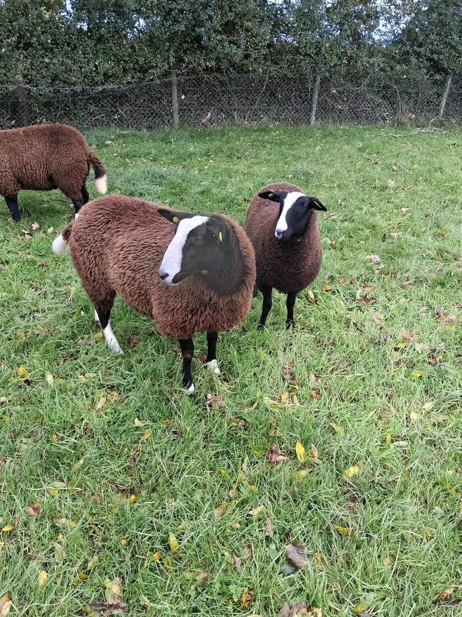 Zwartble  ewes - Image 2