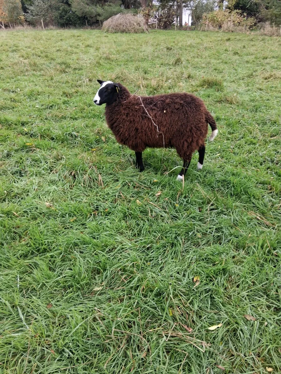 Zwartble  ewes - Image 3