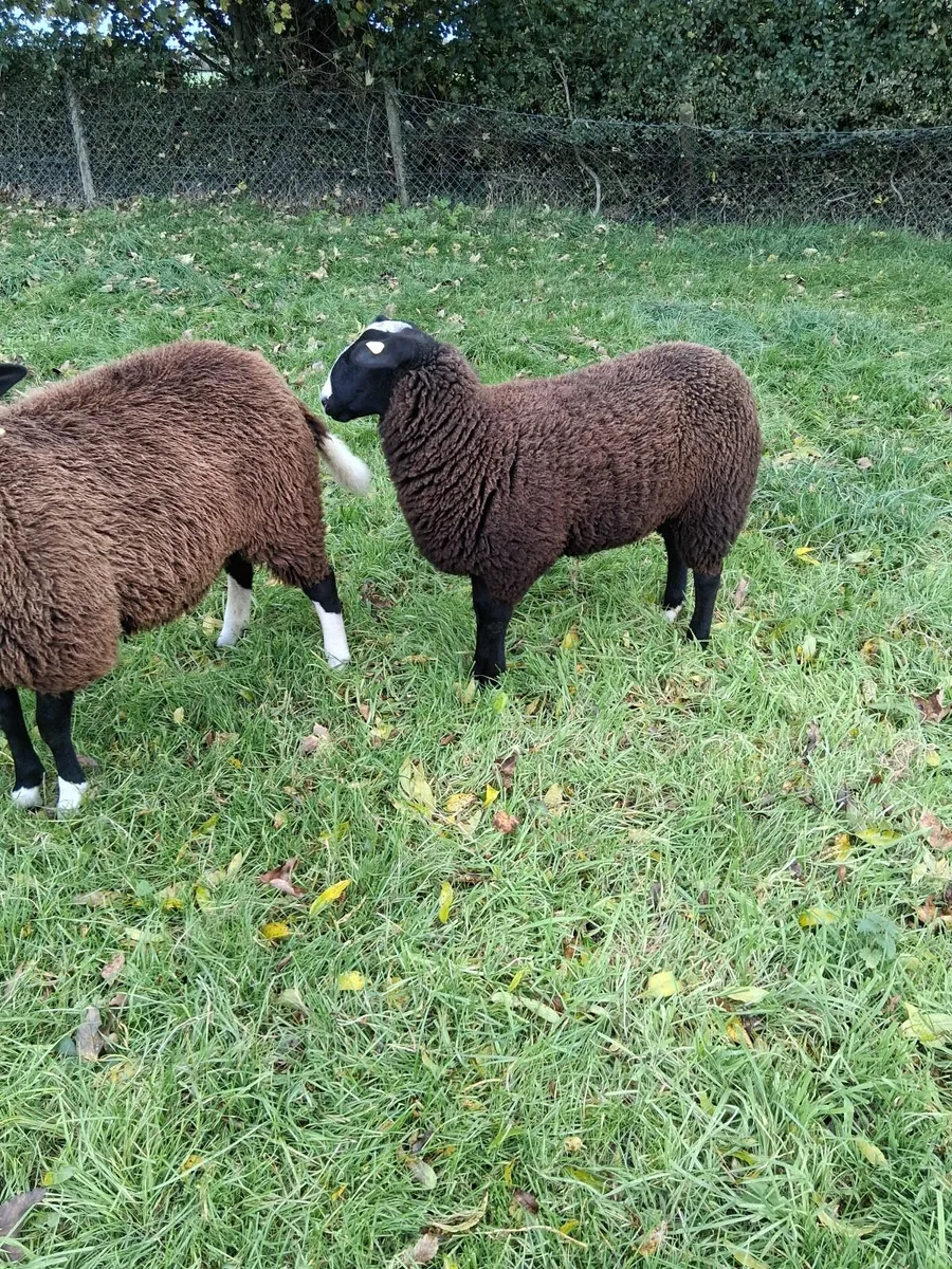 Zwartble  ewes - Image 4