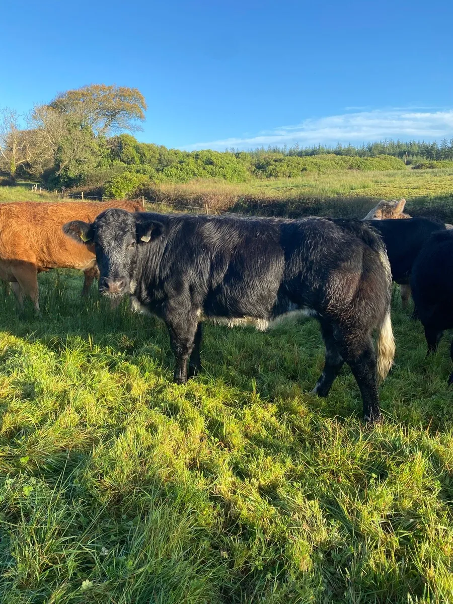 Super Belgium blue heifer  Gort Tonight Lot no 641 - Image 1