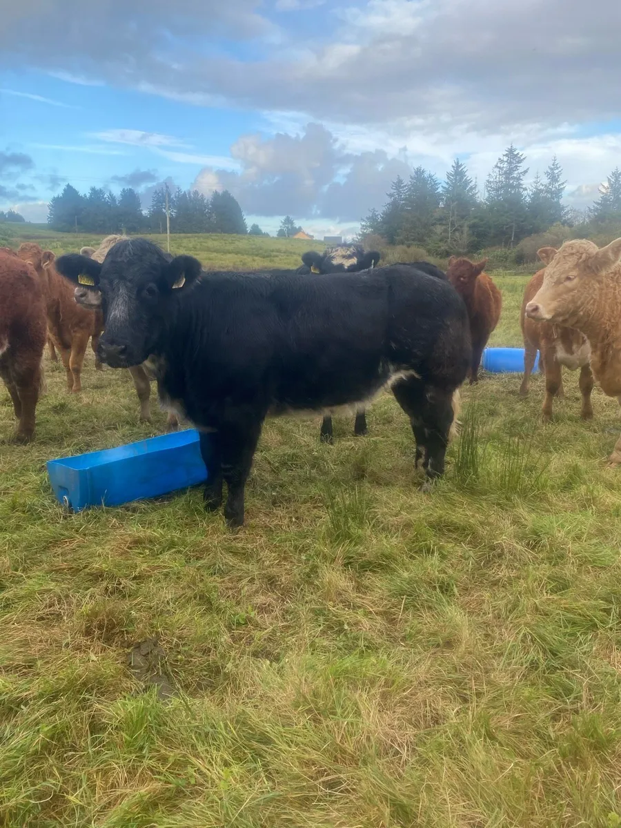 Super Belgium blue heifer  Gort Tonight Lot no 641 - Image 2