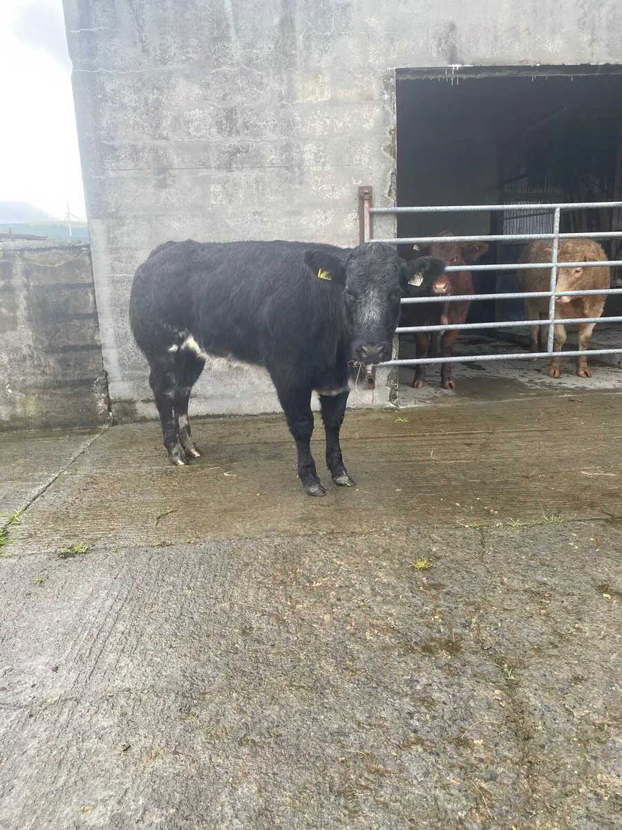 Super Belgium blue heifer  Gort Tonight Lot no 641 - Image 3