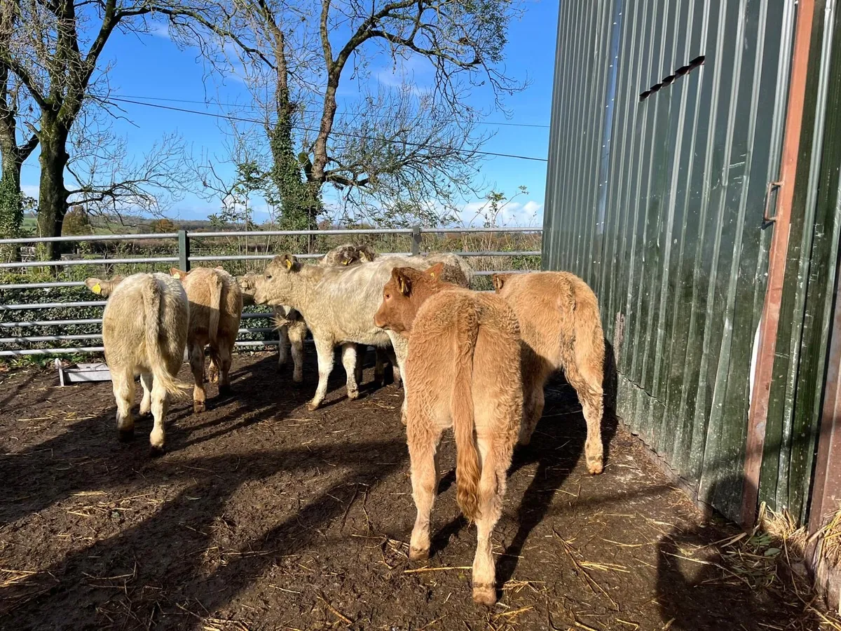 12 super charlaois heifer weanlings - Image 1