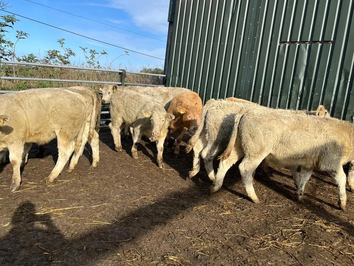 12 super charlaois heifer weanlings - Image 2