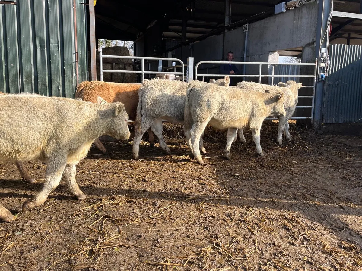 12 super charlaois heifer weanlings - Image 3