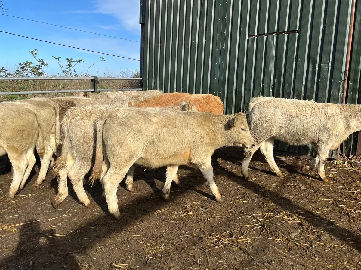 12 super charlaois heifer weanlings - Image 4
