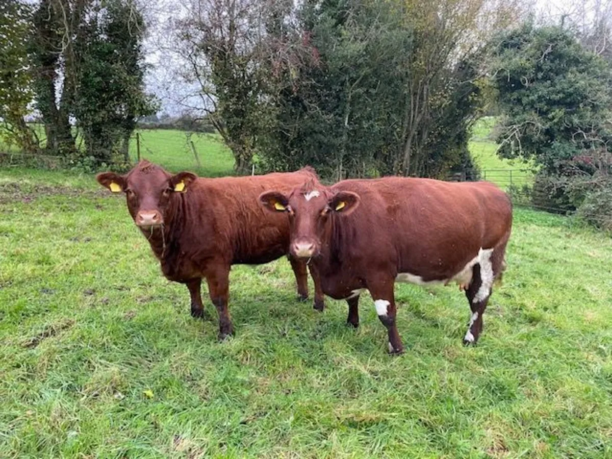 Shorthorn X Limousine Heifer - Image 1