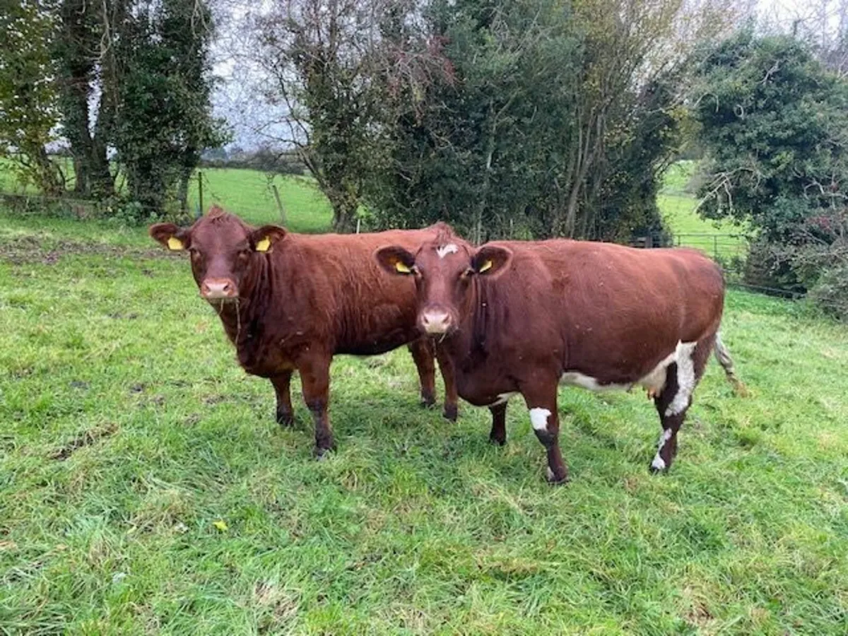 Shorthorn X Limousine Heifer - Image 2
