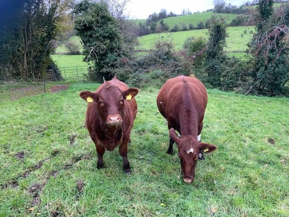 Shorthorn X Limousine Heifer - Image 3
