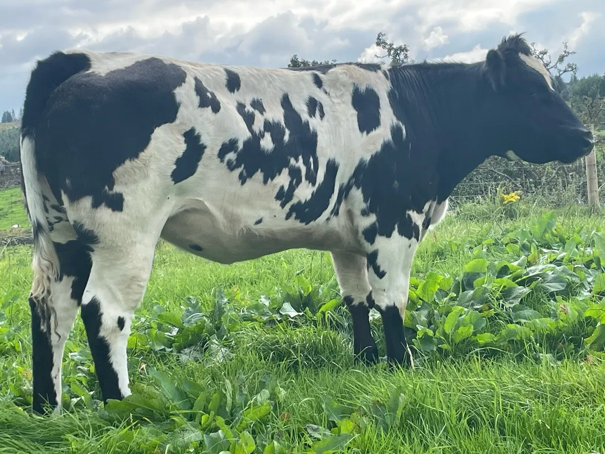 BB Breeder - Image 2