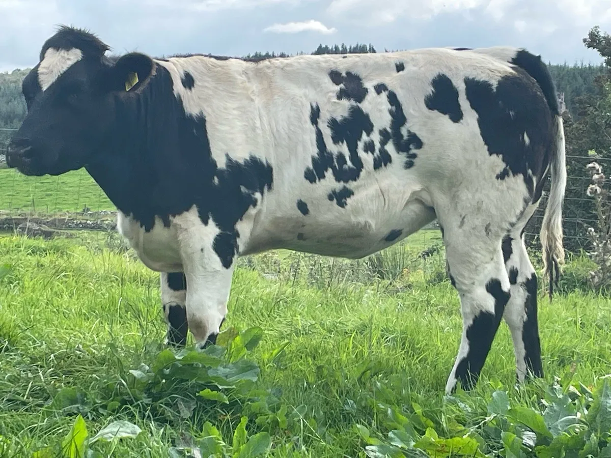 BB Breeder - Image 4