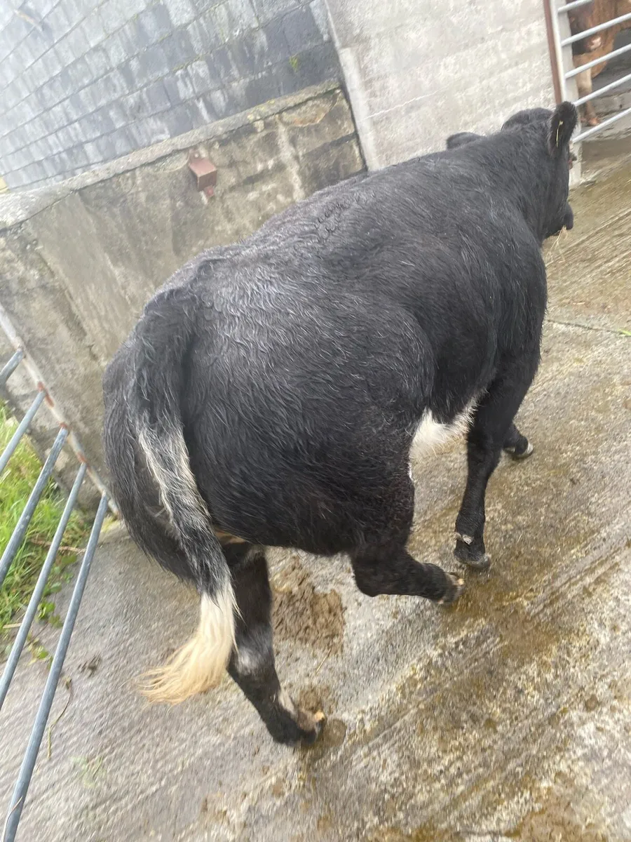 Super Belgium blue heifer  Gort Tonight Lot no 641 - Image 4