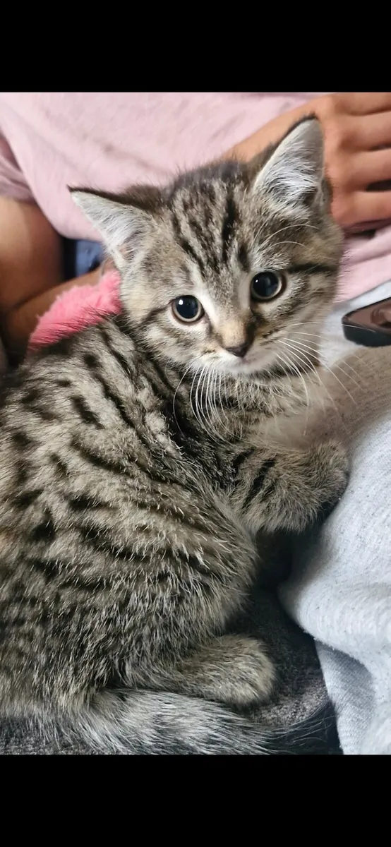 Kittens - Image 1