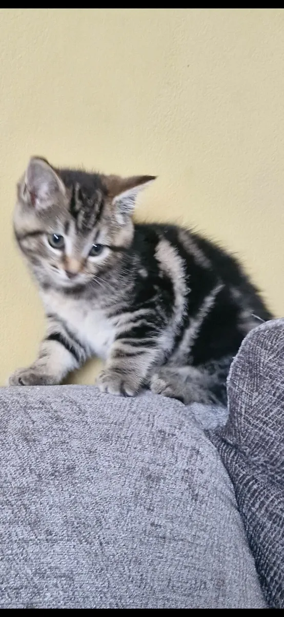Kittens - Image 2