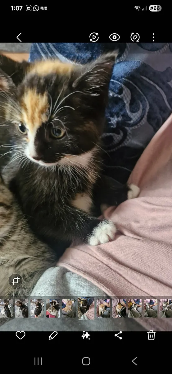 Kittens - Image 3