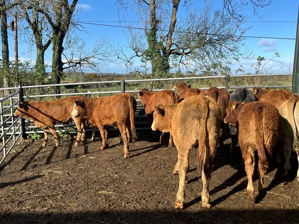 12 super  red limosin  weanling heifers - Image 1