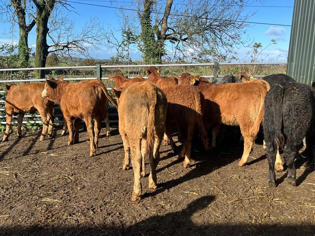 12 super  red limosin  weanling heifers - Image 2