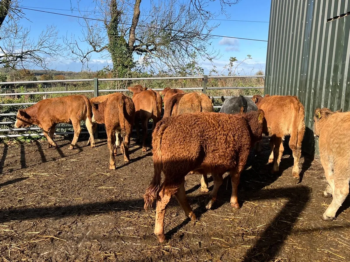 12 super  red limosin  weanling heifers - Image 3