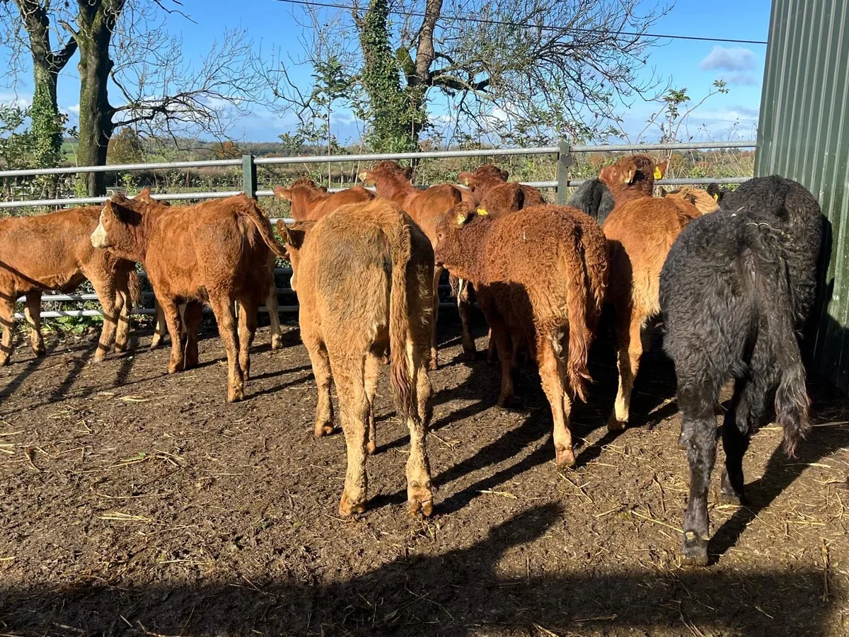12 super  red limosin  weanling heifers - Image 4