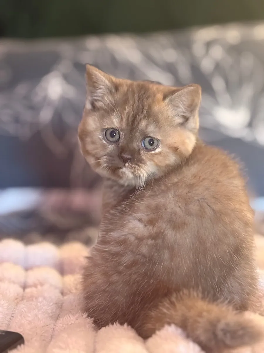 British shorthair kittens - Image 2
