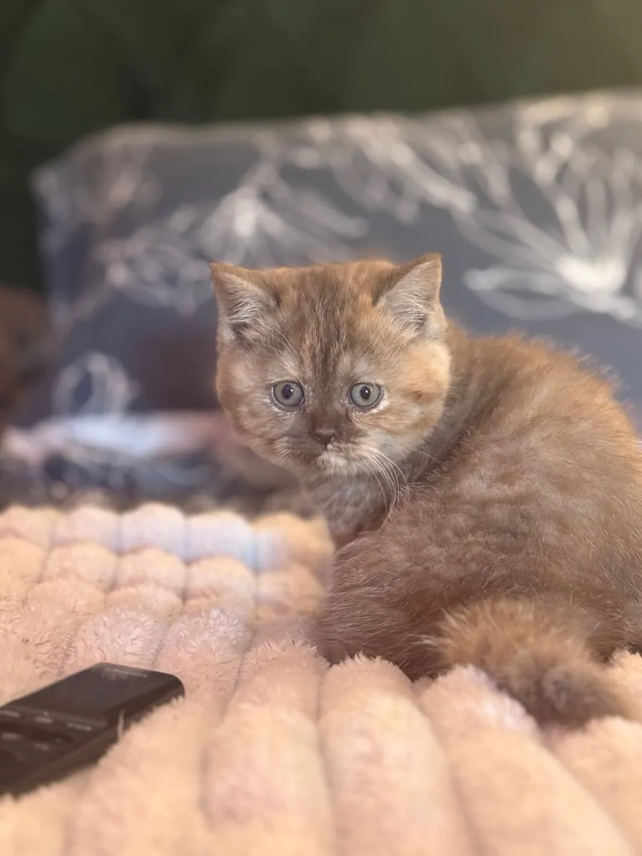 British shorthair kittens - Image 3