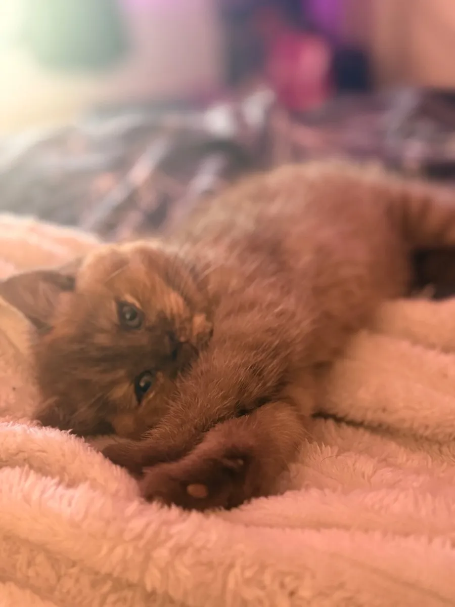 British shorthair kittens - Image 4
