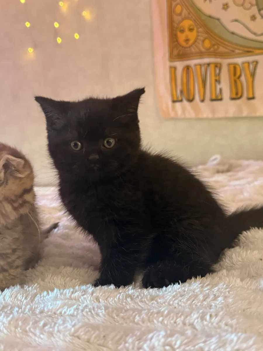 British shorthair kittens - Image 4